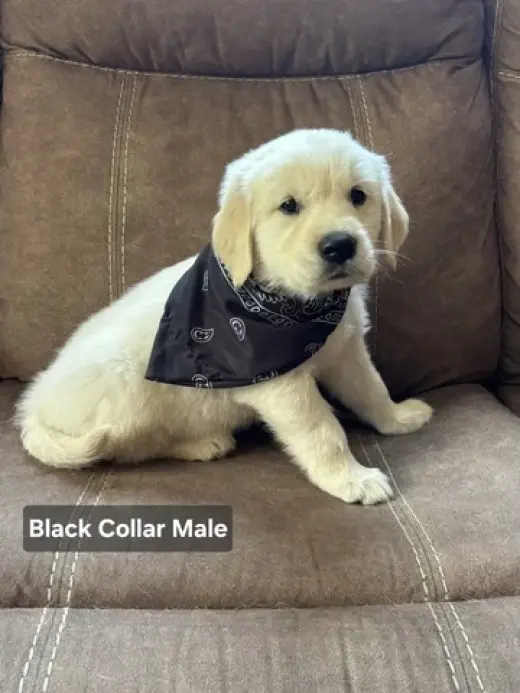 purebred Golden retriever pups