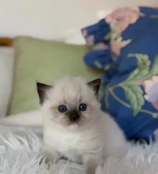 Gatitos Ragdoll TICA en Venta