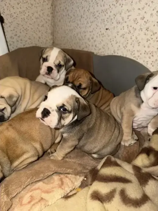 4 English Bulldog for adoption