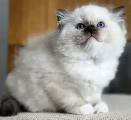 Gatitos Ragdoll TICA en Venta