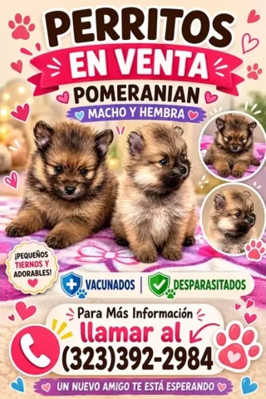 🐶 PERRITOS EN VENTA 🐶