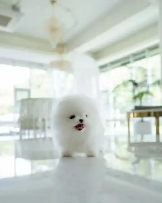 French bulldog and Pomeranian