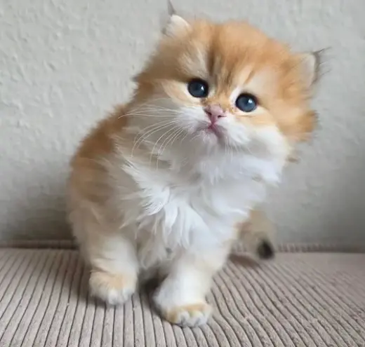 Persian kittens for sale
