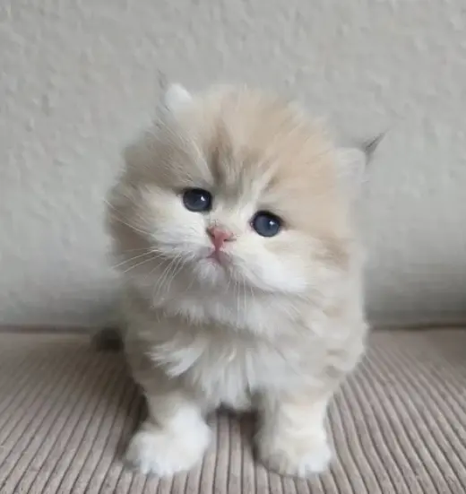 Gatito Persian disponible