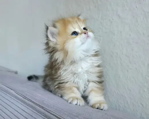 Persian kittens for sale