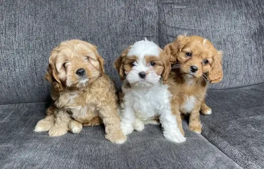 Cavapoos rojos F1B testeados