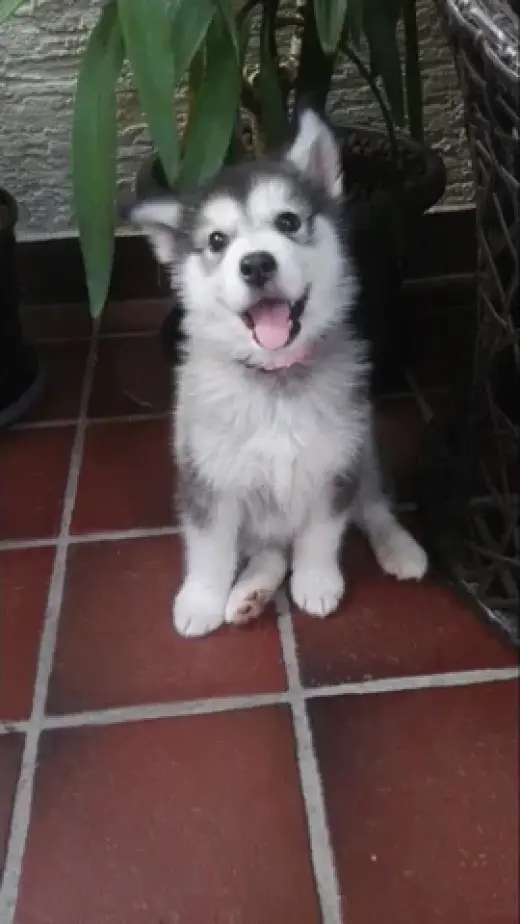 Siberian Manual Puppies
