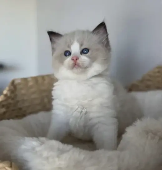 Cute Ragdoll for sale