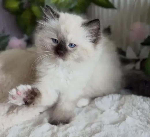 Purebred Ragdoll For Sale