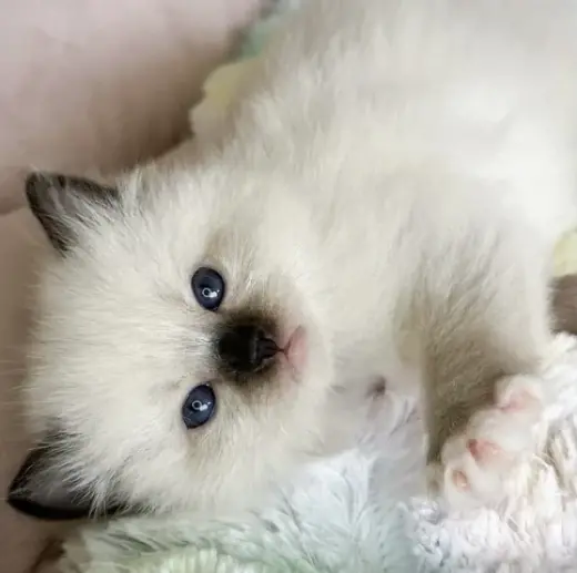 Ragdoll Available