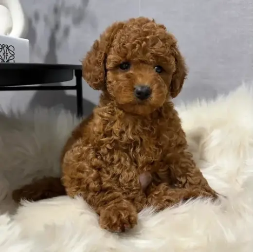 poodle puppy ready