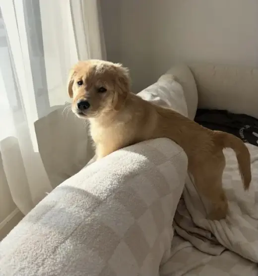 Super Golden Retriever