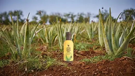 Aloe Vera productos en linea