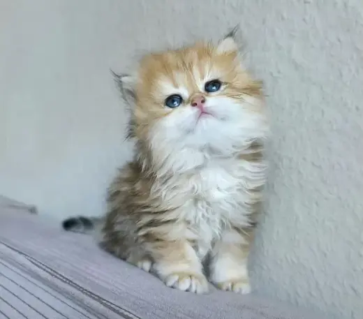Preciosos gatitos Persian