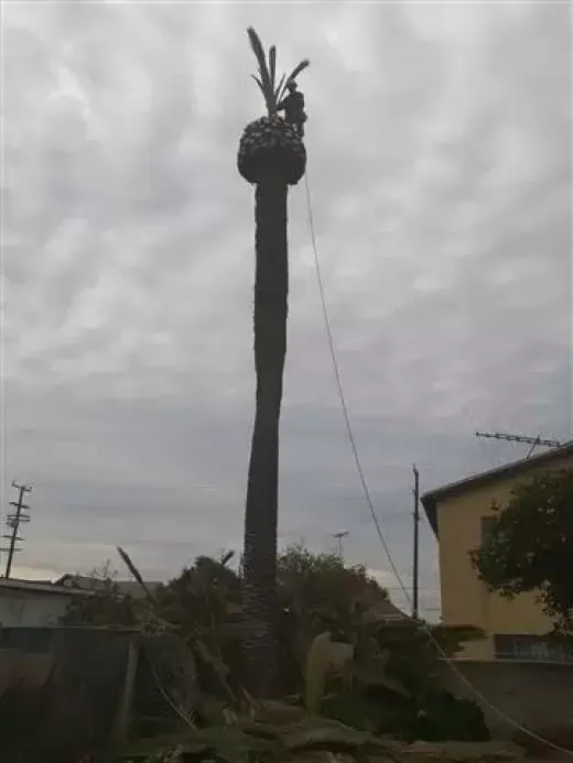 Servicios de arboles y palmas