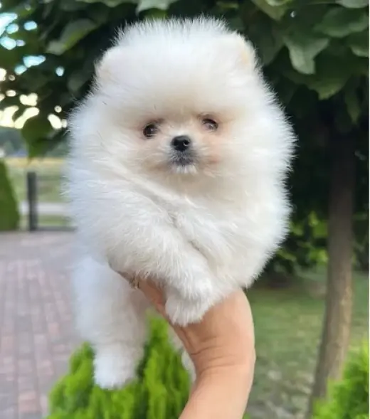 Pure Pomeranian  Available