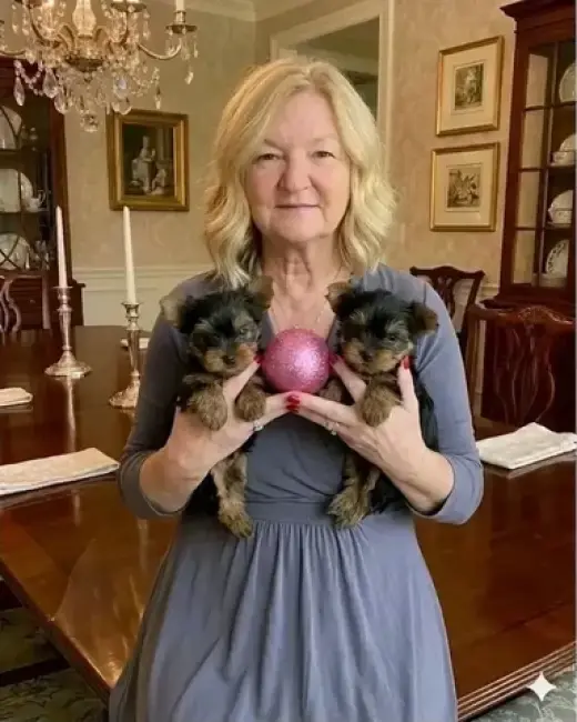 Cachorros de Yorkshire Terrier