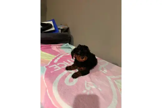 🐶 PERRITOS EN VENTA 🐶
