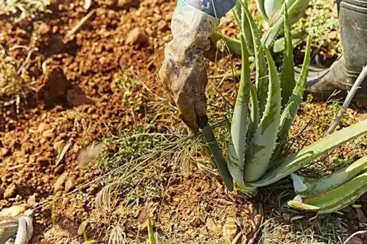Aloe Vera para beber Forever