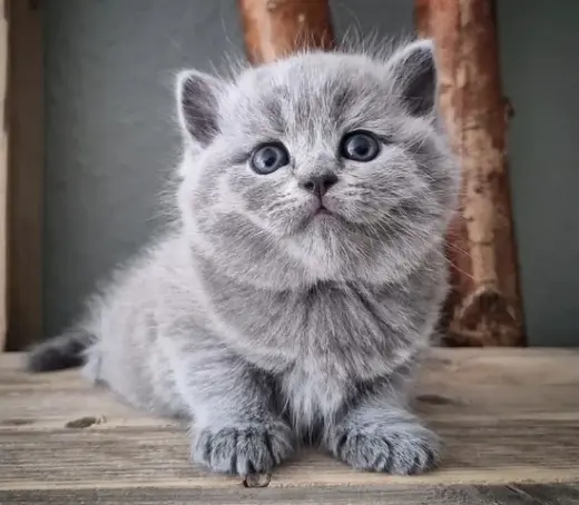 Purebred British shorthair