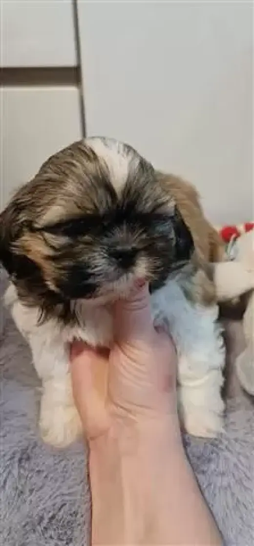 Shih tzu puppies