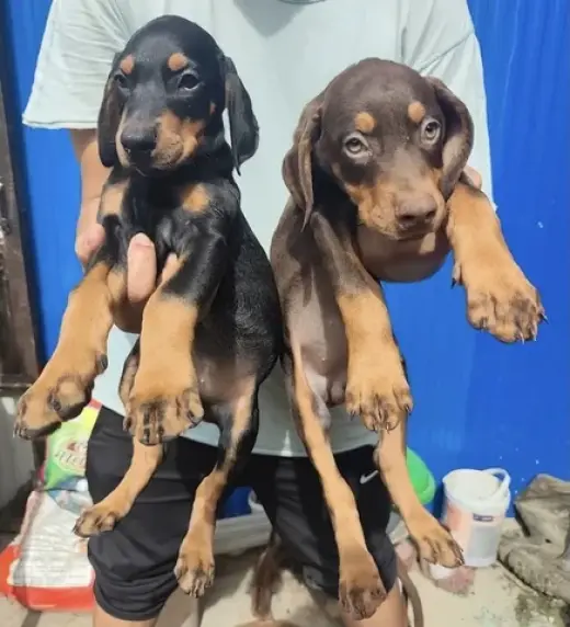 Doberman