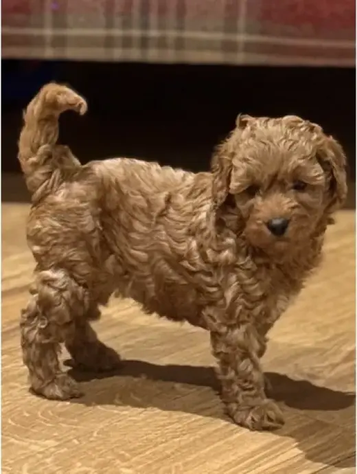 Cavapoo ready