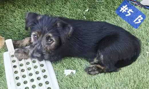 Perritos de 10 Semanas⁹