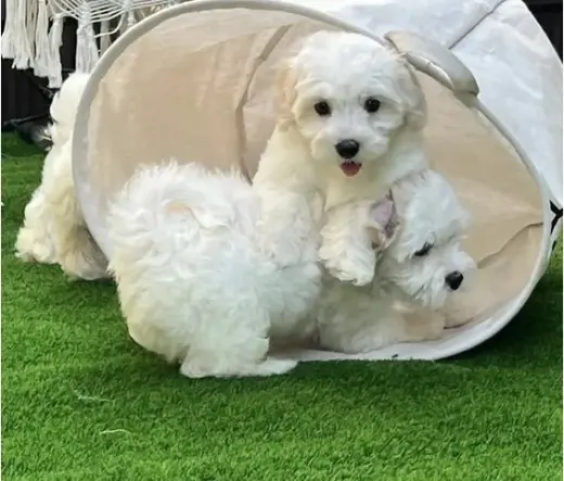 Maltese puppies available
