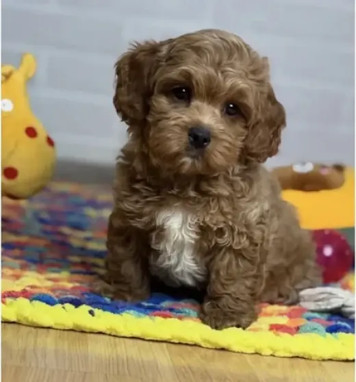 Maltipoo Available