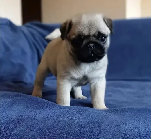 Pugs pup’s Available