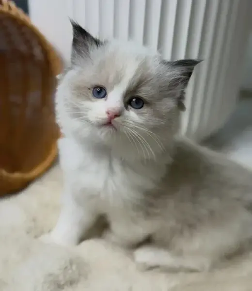 Ragdoll Kittens For Sale