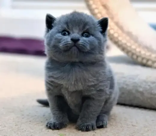 British Shorthair azul listo