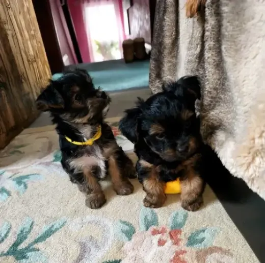 Super Pomsky puppes for adopt