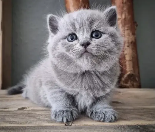 British shorthair For Sale