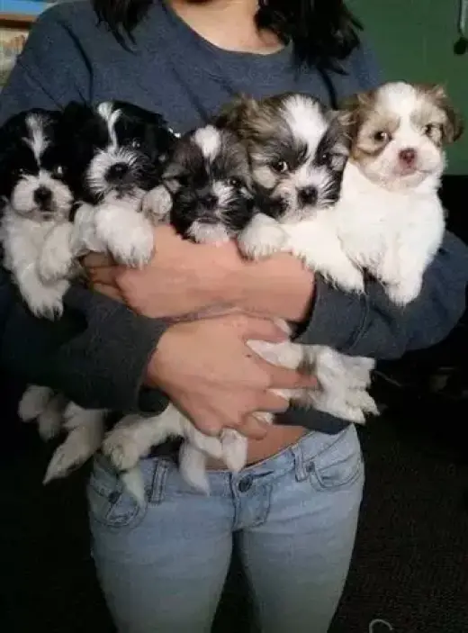 Bichon Maltese Macho y Hembras