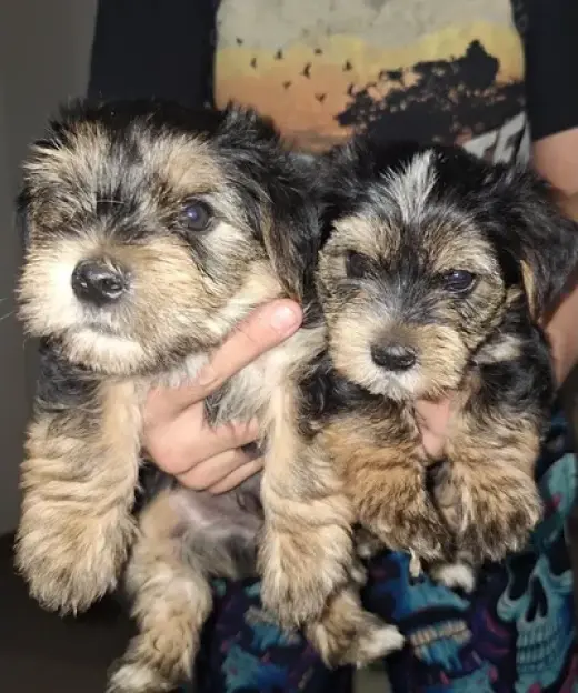 Teacup Yorkie Puppies