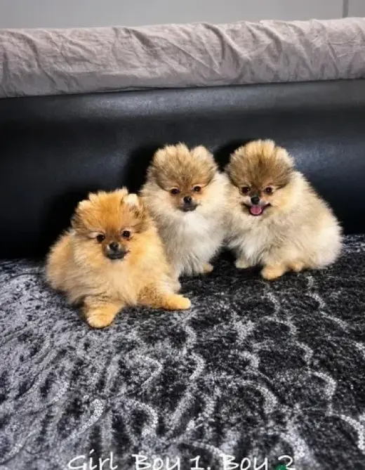 Cachorros excepcionales de Pem