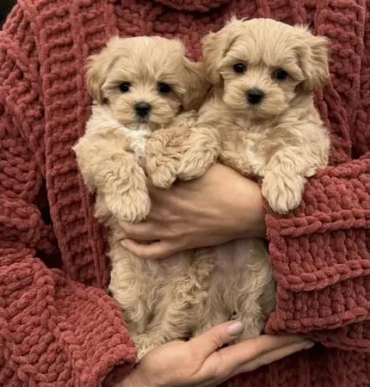 Two Maltipoo Puppies For Sale