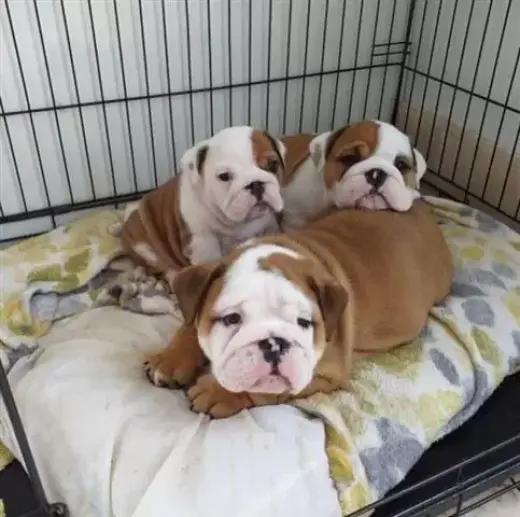 Bulldogs disponibles