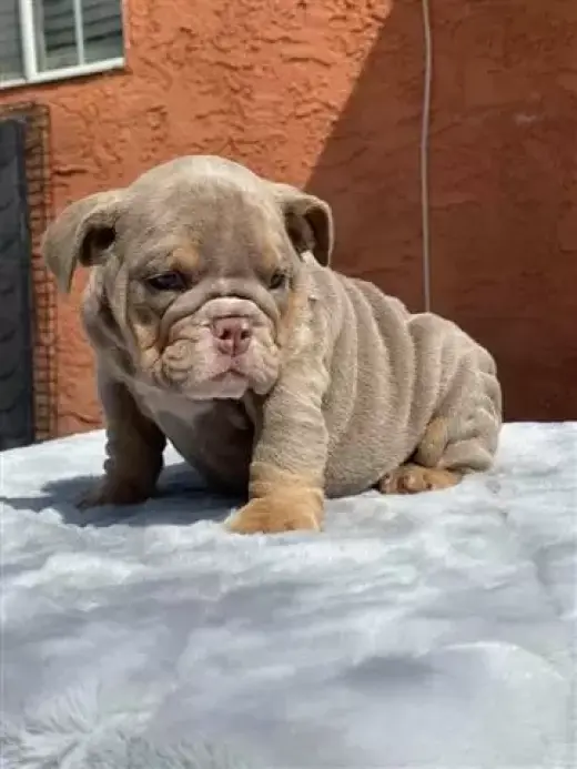 Lindos cachorros de bulldog in