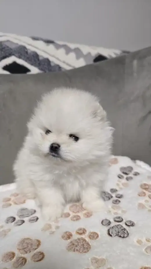 Teacup Pomeranians Ready
