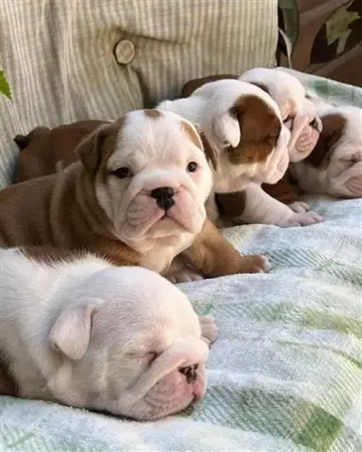 English Bulldog Puppies