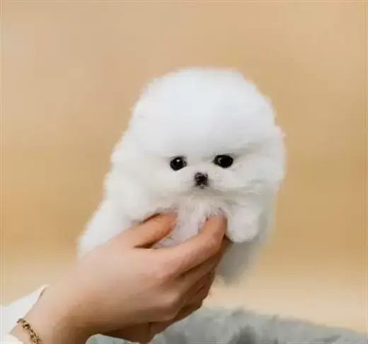 Pomeranian boo in USA, Pomeran