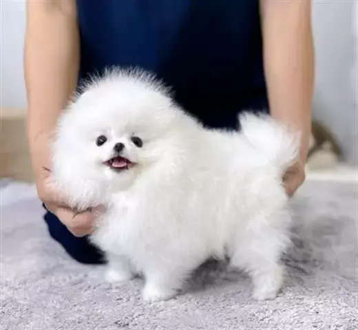 Venta pomerania tacita de te b