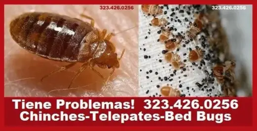NO DEJES QUE INVADAN TU HOGAR