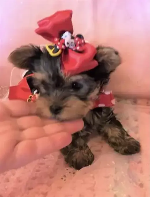 Lovely yorkie puppy for sale