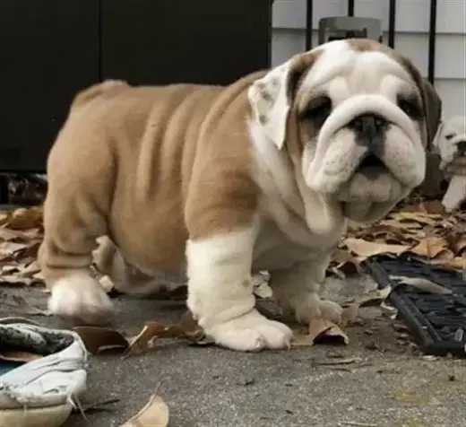 BULLDOG INGLES SÓLO MACHOS