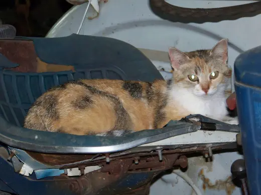 Barn Cats