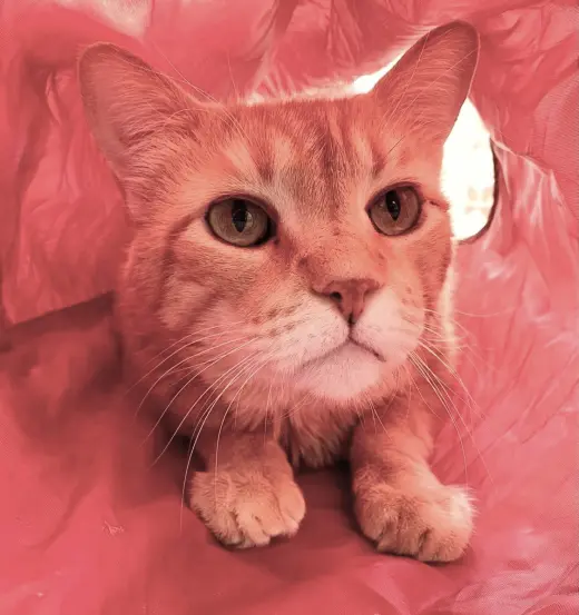 Mr. Orange